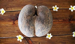 Coco fesses