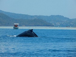 La baleine dans le lagon